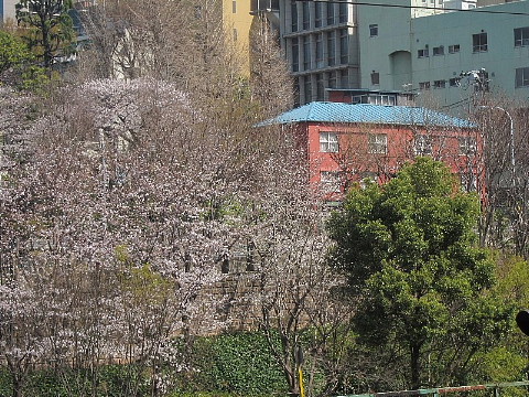 世の中は3日見ぬ間の桜かな。_b0141773_2220278.jpg