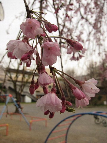 世の中は3日見ぬ間の桜かな。_b0141773_22234879.jpg