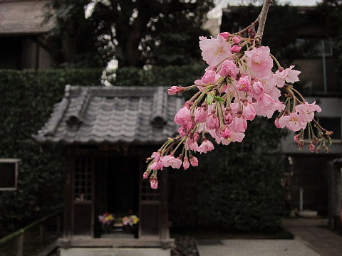 世の中は３日見ぬ間の桜かな。_b0141773_22242840.jpg