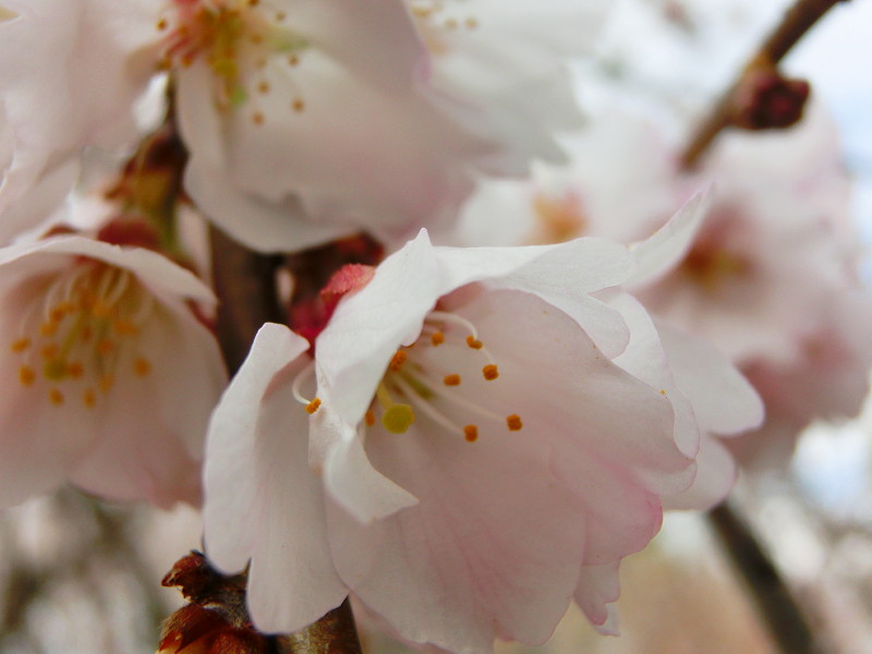 13.03.26 真間山弘法寺 伏姫桜～♪♪（今日はお昼と夕ご飯のセットだよ～ん♪）_e0240573_1415335.jpg