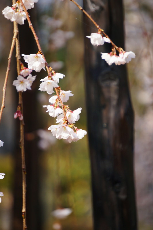 13.03.26 真間山弘法寺 伏姫桜～♪♪（今日はお昼と夕ご飯のセットだよ～ん♪）_e0240573_1415951.jpg