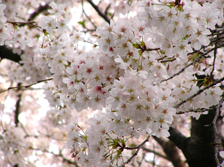 お花見会。_f0000673_1385830.jpg