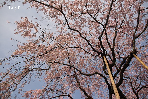 ＊ 金龍山　浅草寺  伝法院庭園 ＊_e0166574_20371023.jpg