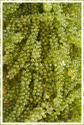 e0243575_21205954.png