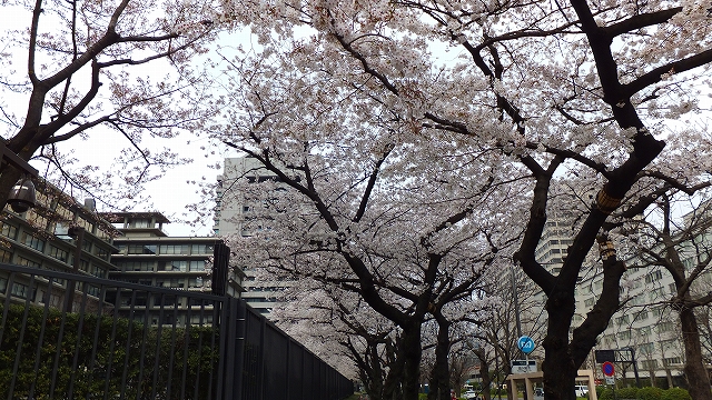 2013 SAKURA 【外務省】_b0215577_2342153.jpg