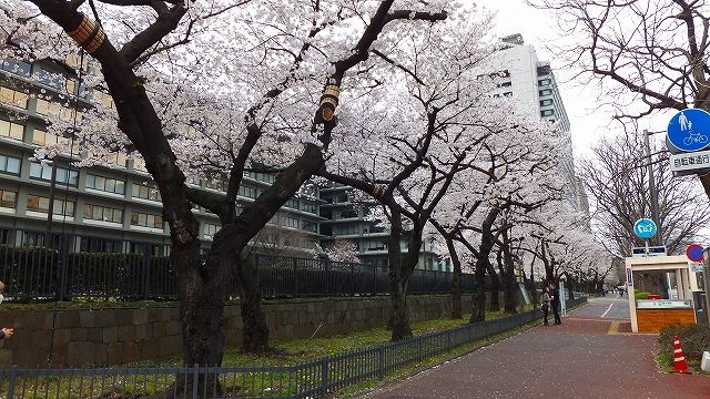 2013 SAKURA 【外務省】_b0215577_23424540.jpg