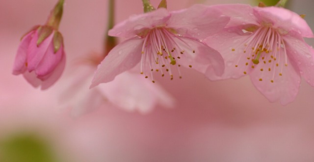 雨の日の河津桜2_a0170378_21195650.jpg