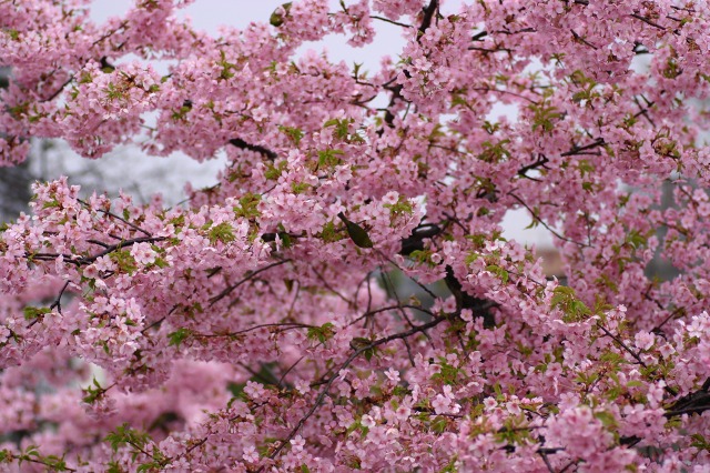 雨の日の河津桜2_a0170378_212628100.jpg