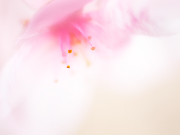 ふわり桜色。_a0161380_2329861.jpg