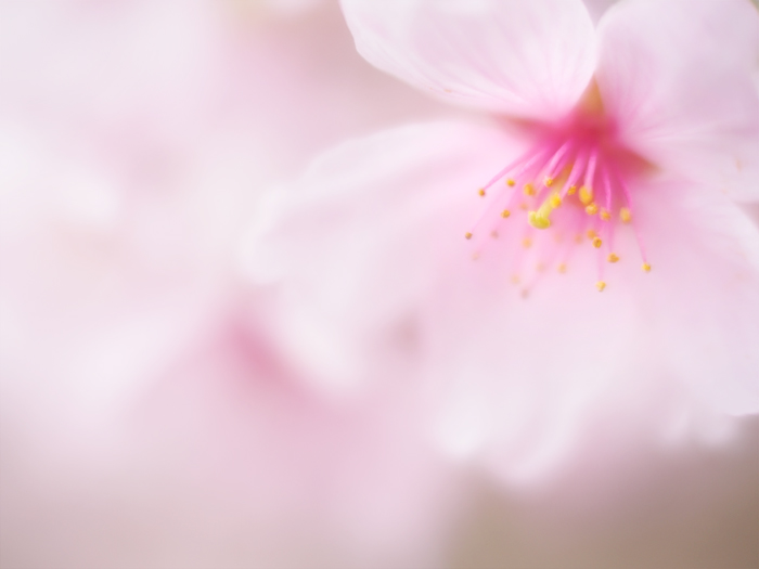 ふわり桜色。_a0161380_23305527.jpg