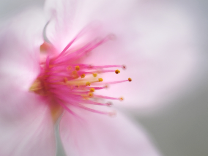 ふわり桜色。_a0161380_23341728.jpg