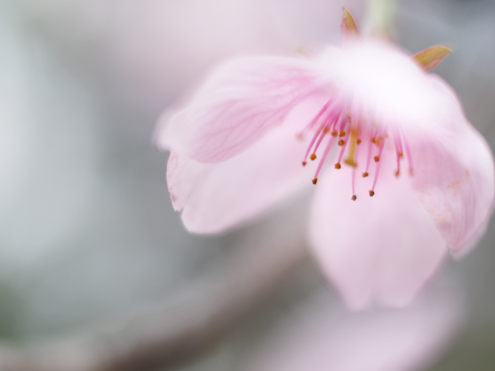 ふわり桜色。_a0161380_23364312.jpg