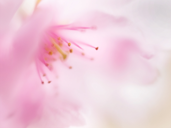 ふわり桜色。_a0161380_23382180.jpg