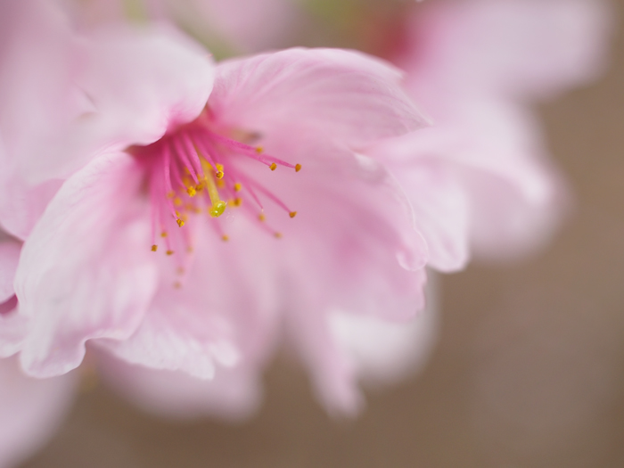 ふわり桜色。_a0161380_23401453.jpg