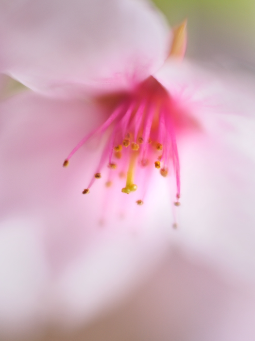 ふわり桜色。_a0161380_23423694.jpg