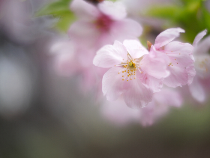 ふわり桜色。_a0161380_23445282.jpg