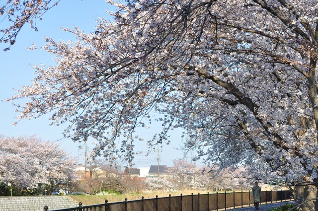 桜よ、桜_a0126590_21205270.jpg