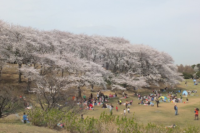 根岸森林公園の桜 13 3 26 舞岡公園の自然