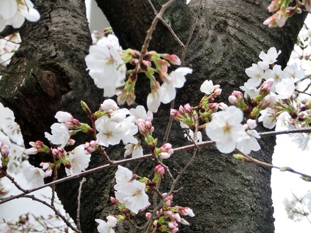 美しい桜を求めて、日本の桜　美しい桜、足元に咲く可愛い花、藤田八束の我が家の春_d0181492_2141355.jpg