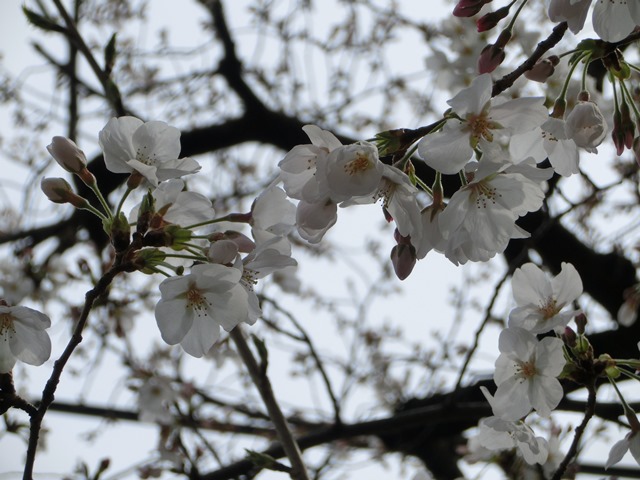 美しい桜を求めて、日本の桜　美しい桜、足元に咲く可愛い花、藤田八束の我が家の春_d0181492_214328.jpg