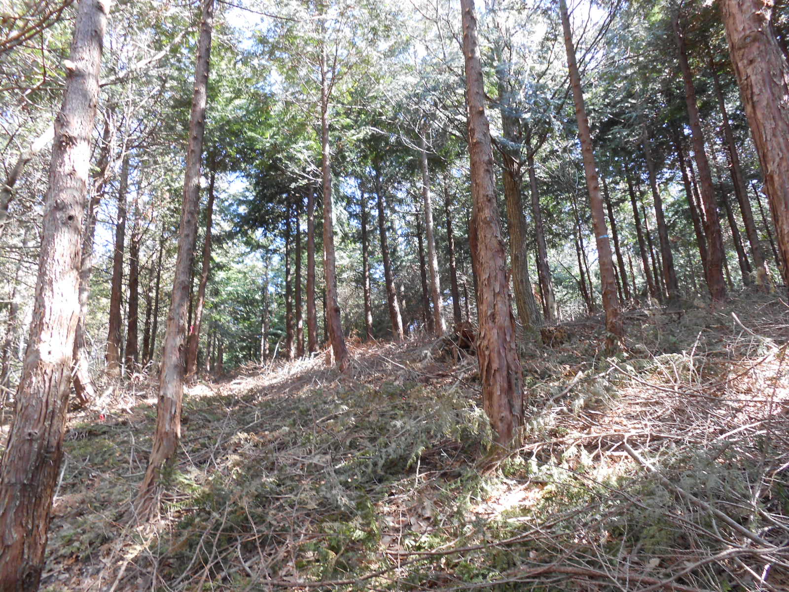 森林ボランティア_c0066693_15454470.jpg