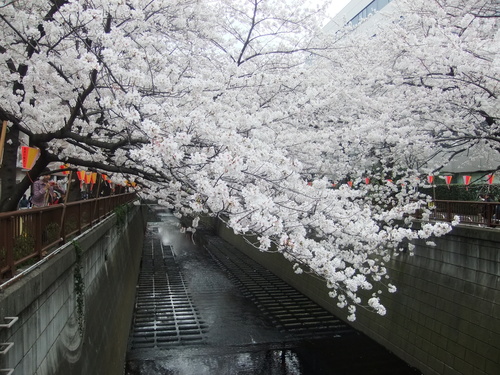 目黒川の桜 ドラマ 最高の離婚 のロケ地 わたし的日常 東京 おもちゃで幼児教育 中学受験 目黒川の桜 ドラマ 最高の離婚 のロケ地 わたし的日常 東京 おもちゃで幼児教育 中学受験