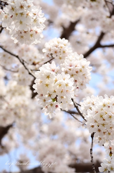 お花見_d0025294_236125.jpg