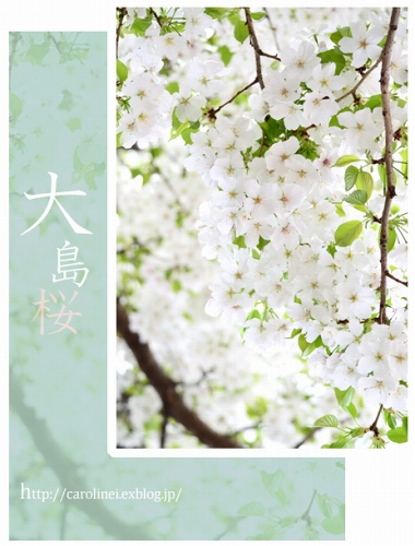 お花見_d0025294_2364539.jpg