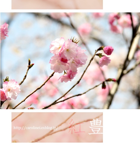 お花見_d0025294_2372011.jpg