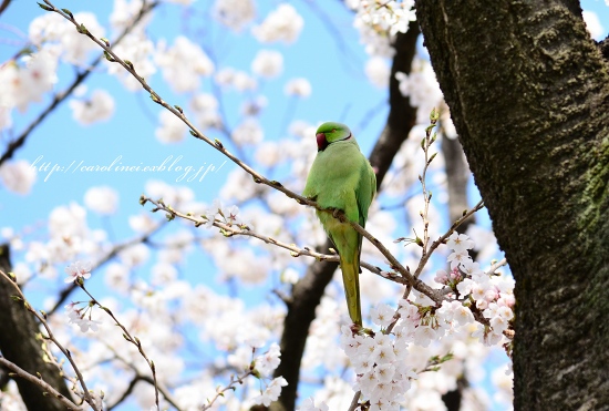 お花見_d0025294_2373914.jpg