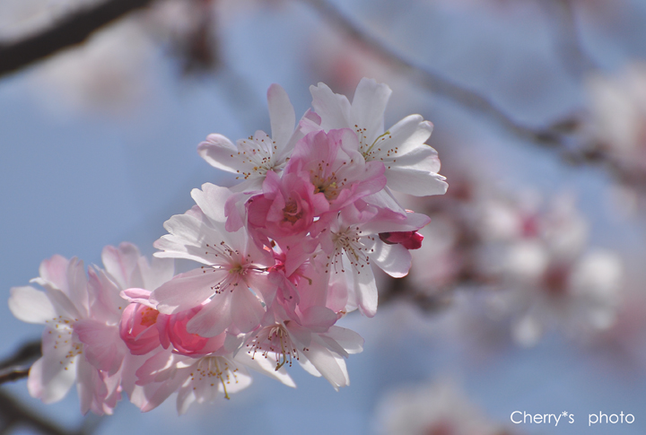 ふしぎ桜*・・・　妙林寺にて_a0146195_23281555.jpg