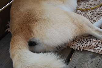 c0124100_1542679.jpg