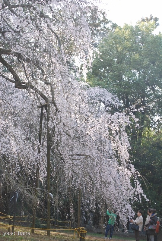 枝垂れ桜・・・_e0025300_20511147.jpg