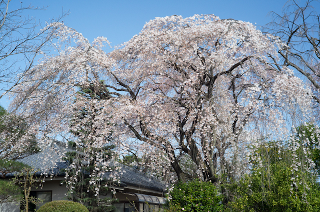 c0005102_7315416.jpg