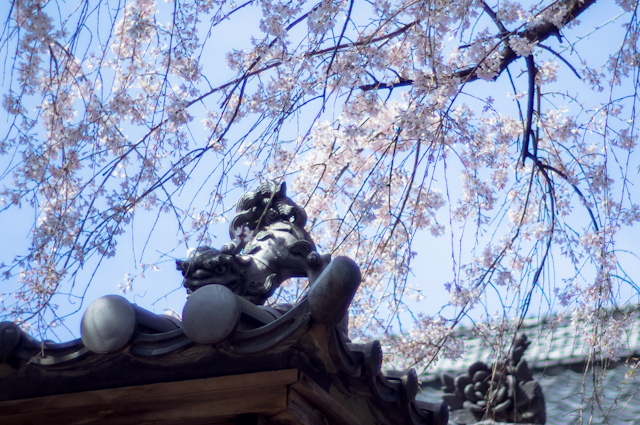 c0005102_732326.jpg