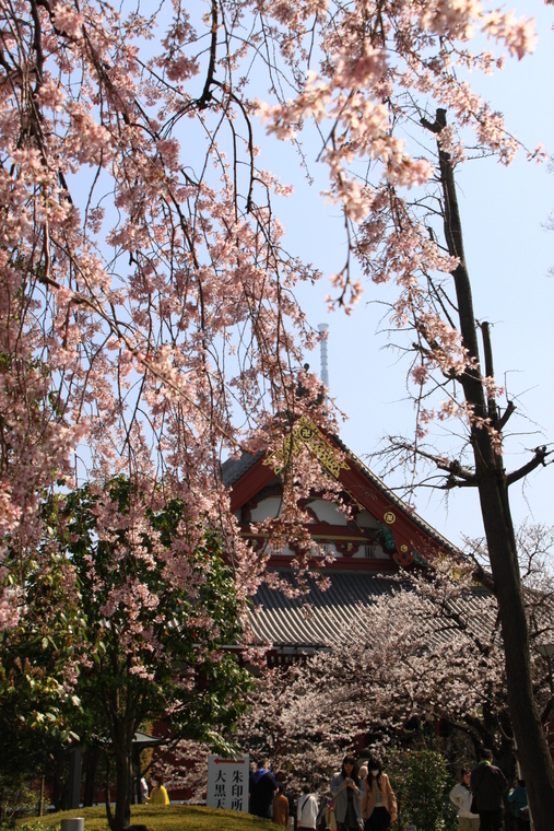 浅草寺境内春模様_d0248502_914090.jpg