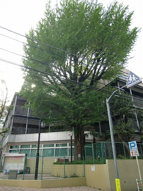 勝安芳邸跡【旧氷川小学校】(赤坂六本木散歩)_c0187004_8182353.jpg