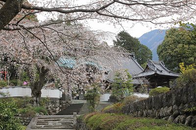 内船寺のしだれ桜_a0188405_22403293.jpg