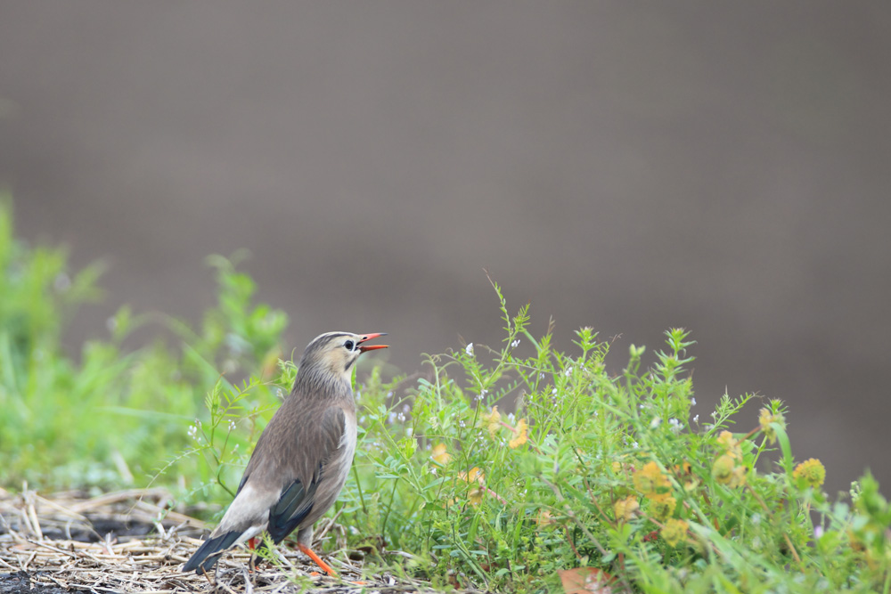 この鳥も春告げ鳥です。_d0023807_16205430.jpg