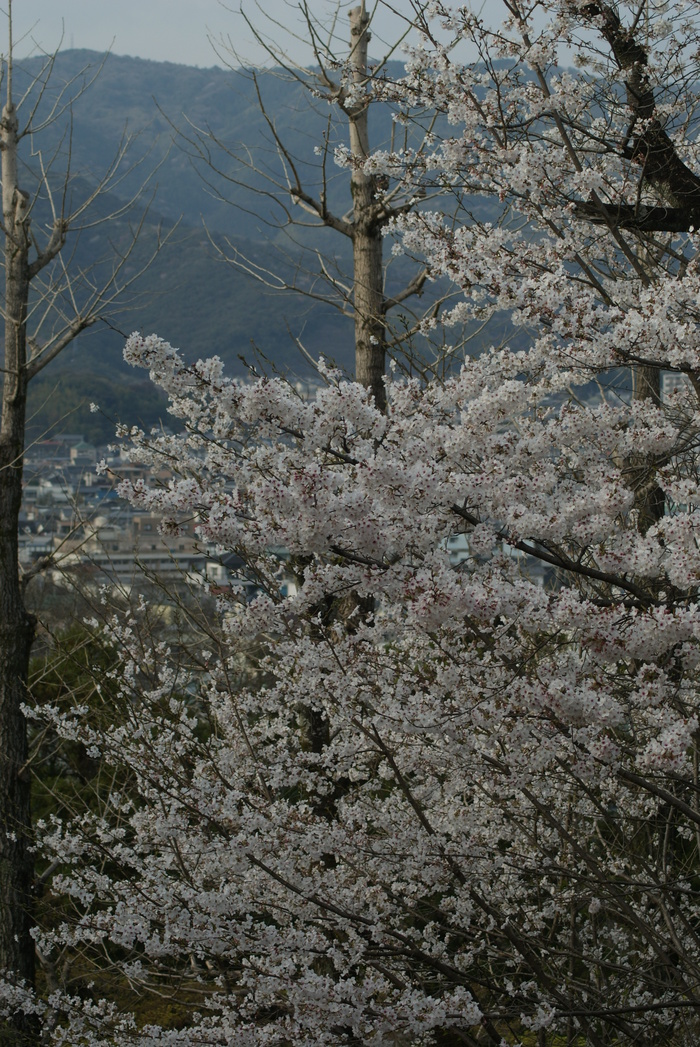 遠くの桜_f0190009_23421353.jpg