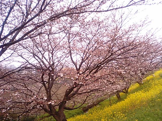 日本気象協会第6回桜開花予想…2013・3・27_f0231709_19195148.jpg