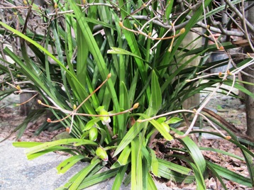 さわらびのまわりに咲く春の華花_d0014310_1402477.jpg