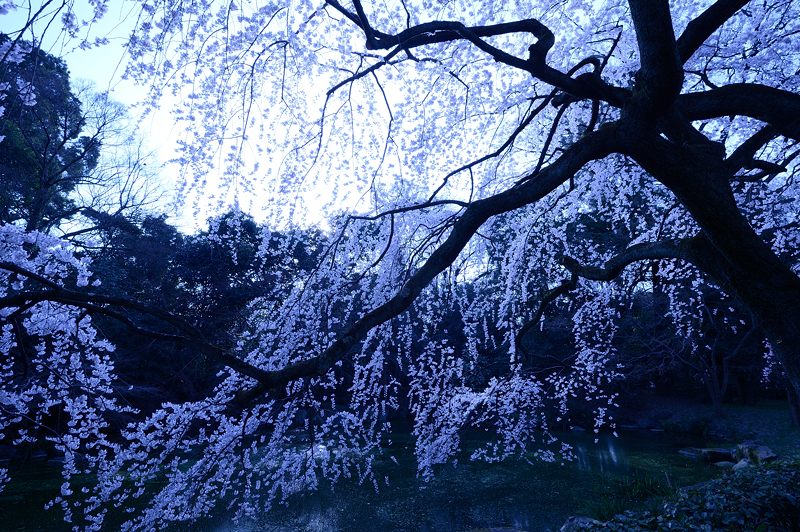 枝垂れ巡り・御所　近衛邸跡の糸桜_f0032011_19313852.jpg