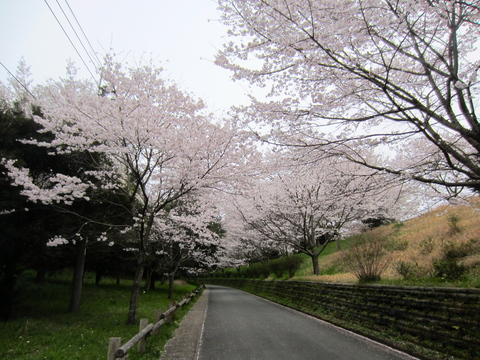 ❀立田山の桜_b0228113_212747.jpg