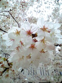 東京都庁の桜_b0006020_23514353.jpg