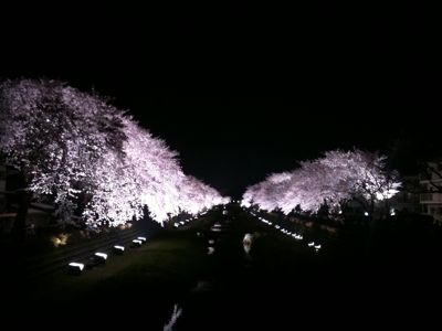 絶対に観てほしい桜は、ライトアップされた野川桜。_d0139720_22513027.jpg