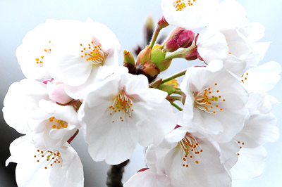 通常の表現をするならば、本日は「曇天」。ただし、桜の花の_b0169522_13451123.jpg