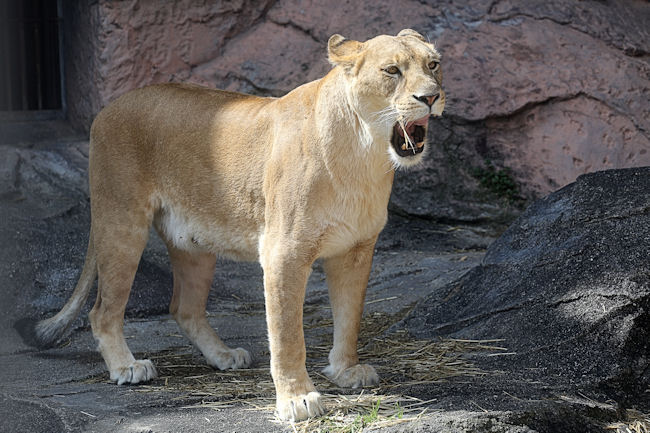 しばライオンページ 2026年埼玉西武ライオンズオフィシャルカレンダー(壁掛けデザイン