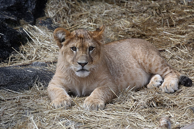ライオンの一家 : 動物園放浪記