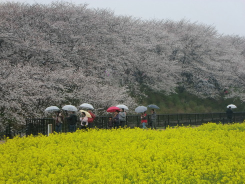 雨のお花見_f0233324_15281897.jpg